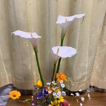 春のいろの画像 by kazu giardinoさん | 部屋と春のリビングフラワーフォトコンと春の花たちと花のある暮らしと春のいろとしろいはな