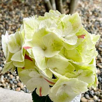 キッチンアジサイの投稿画像一覧 Greensnap グリーンスナップ