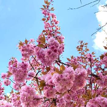 桜の花 の投稿画像一覧 Greensnap グリーンスナップ 桜の花 の投稿画像一覧 Greensnap グリーンスナップ