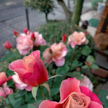 薔薇の蕾さんの画像 by YUMIさん | 広い庭とディスタントドラムスとばら バラ 薔薇とお気に入り♡とバラのある暮らしと薔薇の蕾さんと今日の一枚と可愛い〜♡とナチュラルスタイルとガーデニングとバラが好きと花のある暮らしとローズガーデンとお花が咲いたと色合いがキレイと薔薇ディスタントドラムスとバラを楽しむと自慢のバラ_2021
