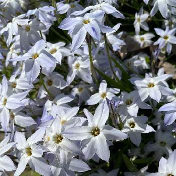 ハナニラ,白い花,多年草,花のある暮らし,お出かけ先の画像