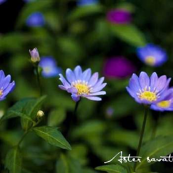 菊科の花の画像 by @NOBUさん | 小さな庭と開花と菊科の花と日陰で咲く花