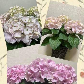 アジサイ ジューンブライドの投稿画像一覧 Greensnap グリーンスナップ