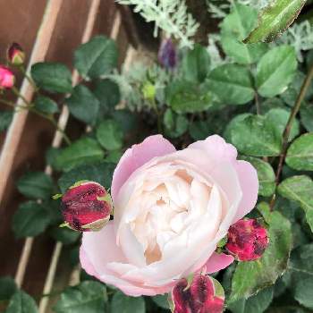 プリュムの画像 by もずくさん | 小さな庭とプリュムとばら バラ 薔薇とバラのある暮らしとおうち園芸と香りの良いバラとバラの地植え