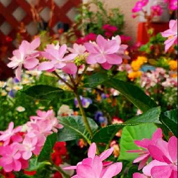 花での癒しの画像 by モモさん | バルコニー/ベランダと紫陽花ダンスパーティーと花での癒しと可愛いなとお花大好きとピンクのお花とガーデニングと花のある暮らしと我が家の花
