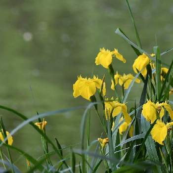 要注意外来生物の投稿画像一覧 Greensnap グリーンスナップ