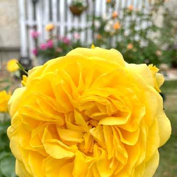 タンタウの画像 by miyaouさん | 小さな庭とタンタウとバラ＊ポラリスアルファとおうち園芸とバラの癌種と黄色いバラ