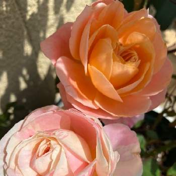 バラ・ビエドゥの画像 by なおさん | 小さな庭とスプレーバラ ラシャンスとバラ・ビエドゥと植物愛がとまらないとよろしくお願いしますとばら バラ 薔薇とピンクの花とマイガーデンとピンク❤︎ピンクと大好きと小さな花壇とおうち園芸と植中毒と可愛いとガーデニングと花のある暮らしと小庭とバラを楽しむと薔薇に魅せられて