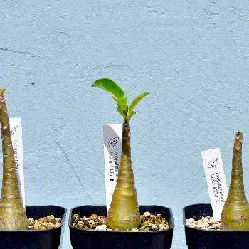 マダガスカル原産の投稿画像一覧 Greensnap グリーンスナップ