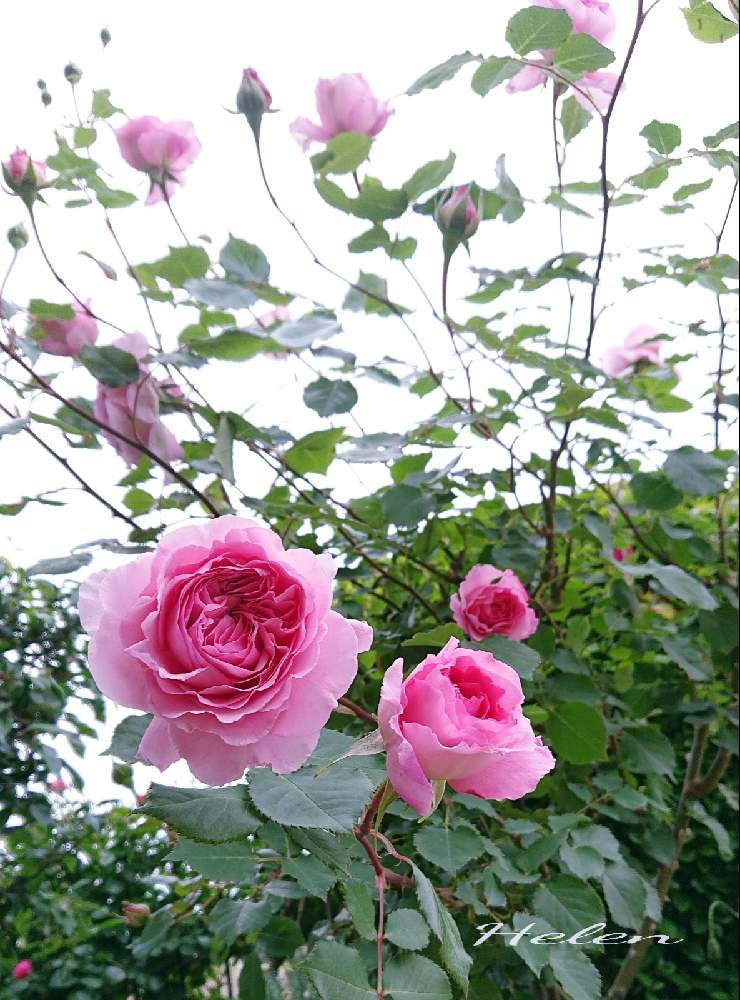 小さな庭の画像 by ＹＵＭＩＫＯさん | 小さな庭と私の癒し♡と幸せ♡といい香り❤と薔薇愛同盟と花が好き❤とわれら17年組とおうち園芸とお花に癒されてと植中毒と2021 GSでバラ園とたまらない♥️とバラ  ヘレンと2021 YUMIKO薔薇と花のある暮らしと大好き♡︎ʾʾとかわいいな♡といい色♡