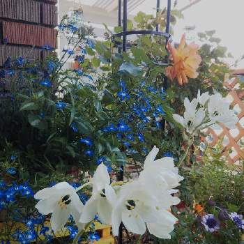 ユリ科♡の画像 by フレンチトーストさん | エントランスとグリーンライフ♡と玄関でお出迎えと楽しみ♡と球根の花と緑のある暮らしとユリ科♡ときれい✨と玄関先