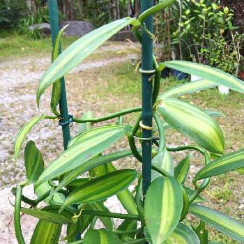 バニラの育て方 植え付け時期や水やりの方法は Greensnap グリーンスナップ