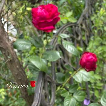 小さな庭のお花達の画像 by キララさん | 小さな庭と毎年咲く花とルージュ ピエール ドゥ ロンサールとつるバラとお花に癒されてと今年も咲いてくれましたと小さな庭のお花達と花のある暮らしとバラ・ミニバラと艶やかな色と赤い薔薇♡と花姿が魅力的とステキなお花