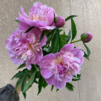 今日の花束の画像 by みきてぃさん | シャクヤクとシャクヤク ソルベットと今日の花束