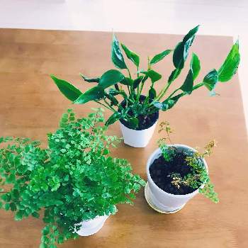 ポトス テルノ シャングリラの投稿画像一覧 Greensnap グリーンスナップ