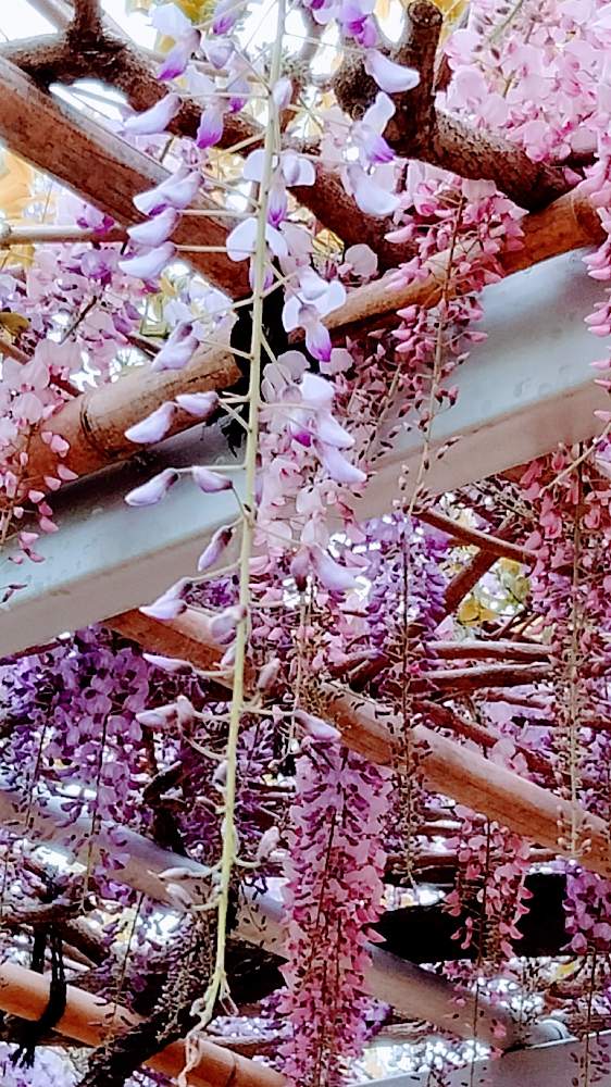 フジの投稿画像 By Moonさん ピンクの花と牡丹園と金蛇水神社と初夏に向かってと藤棚と紫の花 21月5月11日 Greensnap グリーンスナップ