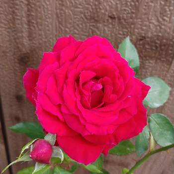 真っ赤な薔薇の花の画像 by ミッチーさん | 小さな庭とあっ火曜日とはなのある暮らしとコロナに負けるなとミッチの会と真っ赤な火曜日と真っ赤な薔薇の花とバラ・ハイブリッドティー