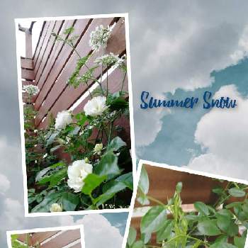 つるバラ サマースノーの画像 by nami☪︎ *.さん | 小さな庭とつるバラ サマースノーとローズとおうち園芸とはなのある暮らしとばら大好きと薔薇♪