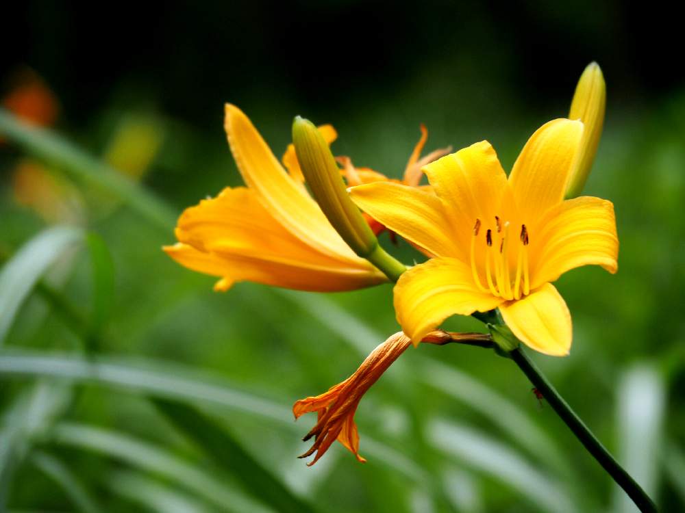 ムサシノキスゲの投稿画像 By Agataさん 21月5月11日 Greensnap グリーンスナップ Greensnap グリーンスナップ