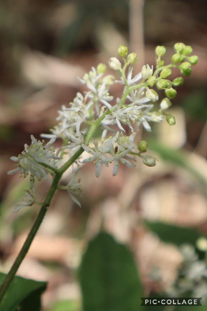 ユキザサの投稿画像 By あいさん 山野草と白い花と山歩き 21月5月11日 Greensnap グリーンスナップ