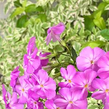 セリフラミンゴの投稿画像一覧 Greensnap グリーンスナップ