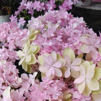 ブリーディングセレクションの投稿画像一覧 Greensnap グリーンスナップ