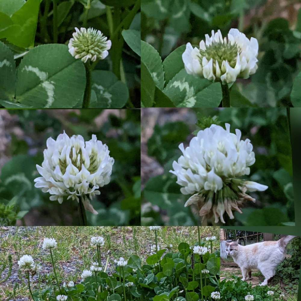 クローバーの投稿画像 By 秋草さん シロツメクサと白い花と純白マニアと白 しろ ホワイトと我が庭の野草たち 21月5月11日 Greensnap グリーンスナップ