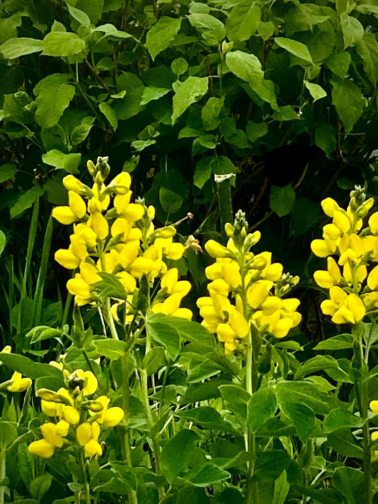 センダイハギの投稿画像 By アボガドさん 広い庭と野草と多年草と花のある暮らしと東北人花の会とかわいい花と庭の宿根草と野草と多年草と花 のある暮らしと東北人花の会とかわいい花と庭の宿根草 21月5月11日 Greensnap グリーンスナップ Greensnap