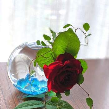 春のリビングフラワーフォトコンの画像 by ❖アジサイさん | 窓辺とばら バラ 薔薇と自己流アレンジと春のリビングフラワーフォトコンと❖アレンジメントと生け花のある暮らしとアレンジと❖アジサイ生花❖と花のある暮らしとガラスの花瓶とマンション