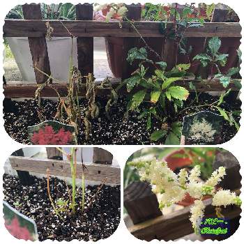 アスチルベ 白い花の画像 by パピーさん | バルコニー/ベランダとアスチルベ白花とアスチルベ 白い花とアスチルベ　レッドとアスチルベ☆とパピーの家の花