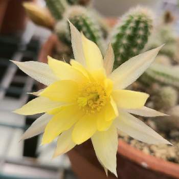 黄花白檀 の投稿画像一覧 Greensnap グリーンスナップ