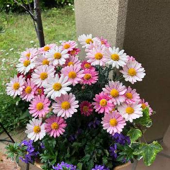 マーガレット Proven Winners Pw ガーデニング 園芸 花苗 低木 多肉植物 花 植物