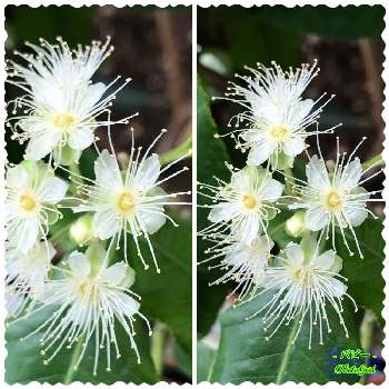 レモンマートル 花の投稿画像一覧 Greensnap グリーンスナップ