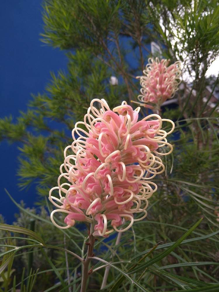 グレビレア “ネッドケリー“ 南半球植物 ネイティブプランツ - 植物/観葉植物