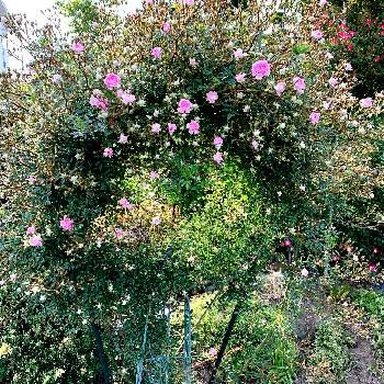 薔薇の蕾さんの画像 by YUMIさん | 広い庭と夢乙女とばら バラ 薔薇と薔薇 夢乙女と蕾が可愛いとお気に入り♡とバラのある暮らしと薔薇の蕾さんと今日の一枚とピンクと綺麗と可愛い〜♡とナチュラルスタイルとガーデニングとバラが好きと花のある暮らしとローズガーデンとお花が咲いたとリング仕立てとバラを楽しむと自慢のバラ_2021