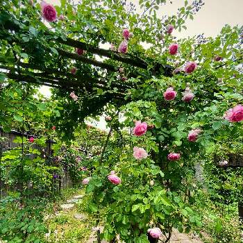 薔薇ジャスミーナの画像 by あっこさんさん | ばら バラ 薔薇と薔薇に魅せられてと古住居とナチュラルガーデンと古住居の南ガーデンと薔薇ジャスミーナと開花までワクワク（＾Ｏ＾☆♪と自慢のバラ_2021と薔薇のアーチと古住居暮らし