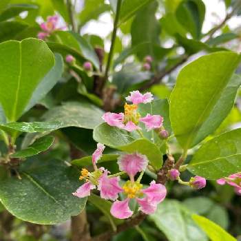 アセロラの花の投稿画像一覧 Greensnap グリーンスナップ