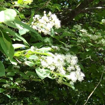 サワフタギの投稿画像一覧 Greensnap グリーンスナップ