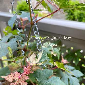 斑入りノブドウ の投稿画像一覧 Greensnap グリーンスナップ