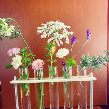 春のリビングフラワーフォトコンの画像 by michiさん | インテリアと植物のある暮らしと春のリビングフラワーフォトコンと癒しと庭の植物と今日の一枚と今日のお花と花のある暮らし