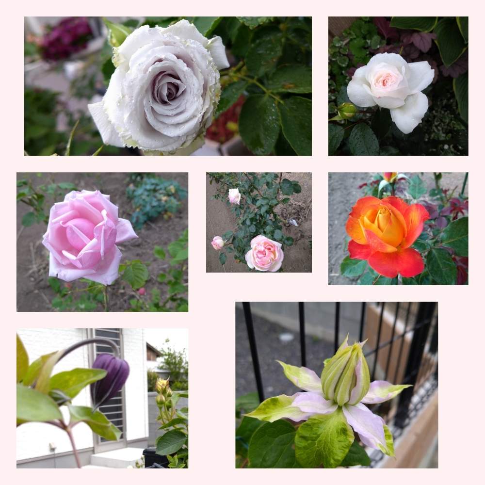 小さな庭の画像 by すみれさん | 小さな庭とクレマチス‘ベルオブウォーキング’とプリンセス・ドゥ・モナコとあかぎの輝きとクレマチス ロウグチとバラ　ラ・フランスとバラ ステファニー グッテンベルグとブルーヘブンと開花中と薔薇好きと薔薇のある暮らし♡とバラとクレマチスのコラボ♪と薔薇のある庭とローズガーデンとバラとクレマチスと薔薇大好き