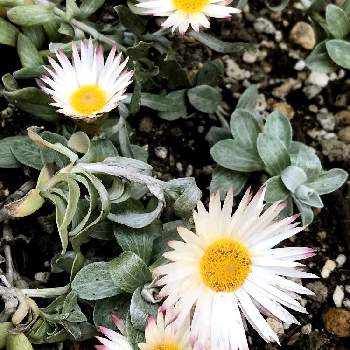 ヘリクリサムシルバーキャンドルの投稿画像一覧 Greensnap グリーンスナップ