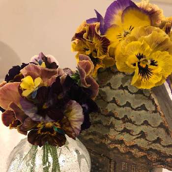 春のリビングフラワーフォトコンの画像 by シーズー犬さん | 部屋とケーラーとWEEKEND FLOWERとオマジオと春のリビングフラワーフォトコン