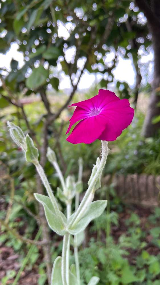 酔仙翁 すいせんのうの投稿画像 By ニコニコさん 21月5月11日 Greensnap グリーンスナップ Greensnap グリーンスナップ