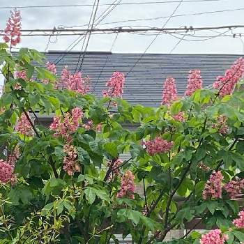 マロニエの花の投稿画像一覧 Greensnap グリーンスナップ