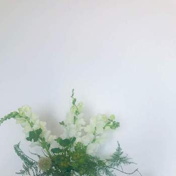 春のリビングフラワーフォトコンの画像 by ハナヒロさん | 部屋と金魚草とアスパラガスとスカビオサ ステルンクーゲルとププレリウムと春のリビングフラワーフォトコンとフラワーアレンジメントと花のある暮らしと切り花とインテリアグリーン