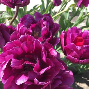 チューリップフェスティバルの画像 by かじゅさん | 八重遅咲き(DL)系チューリップと チューリップとチューリップフェスティバルと綺麗と赤紫色の花と今日も元気でと癒し…♡と花のある暮らしとお花好きとお出かけ先にてと㊗️400pic