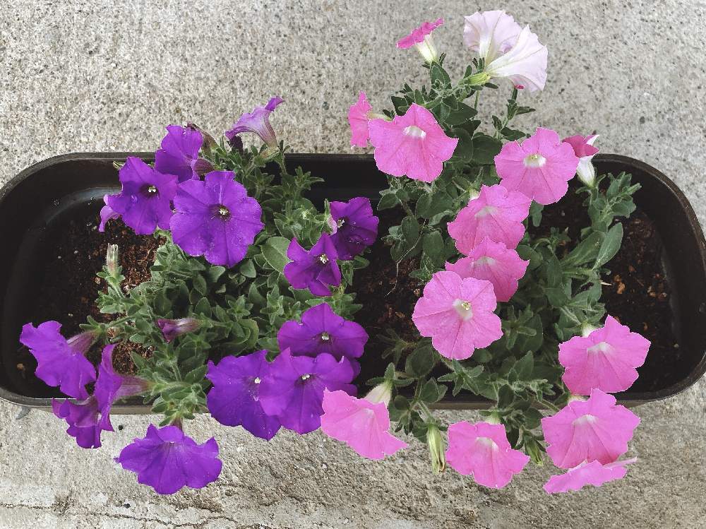 サフィニアの投稿画像 By いっちゃんさん 寄せ植えと花のある暮らしとペチュニア 寄せ植えフォトコンテスト 21月5月12日 Greensnap グリーンスナップ