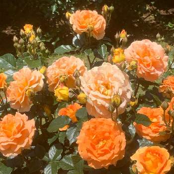 アプリコットカラーの画像 by まあみさん | お出かけ先とバラとお散歩の途中とオレンジ色の花と水曜ローズショーと花壇と公園とアプリコットカラーとバラ科と綺麗と可愛いと優しい色
