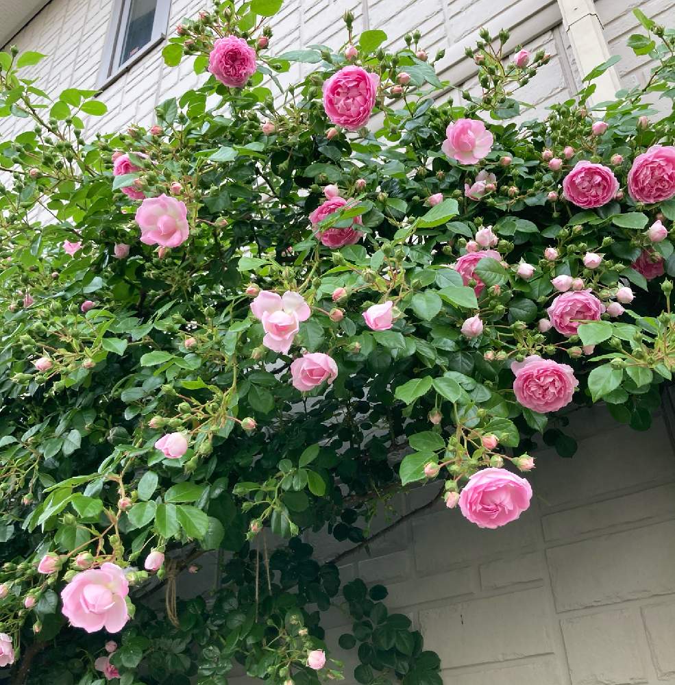 バラ ジャスミーナの投稿画像 By にゃんたさん Jasumi Naとバラを楽しむとばら バラ 薔薇とおうち園芸と自慢のバラ 21 21月5月12日 Greensnap グリーンスナップ